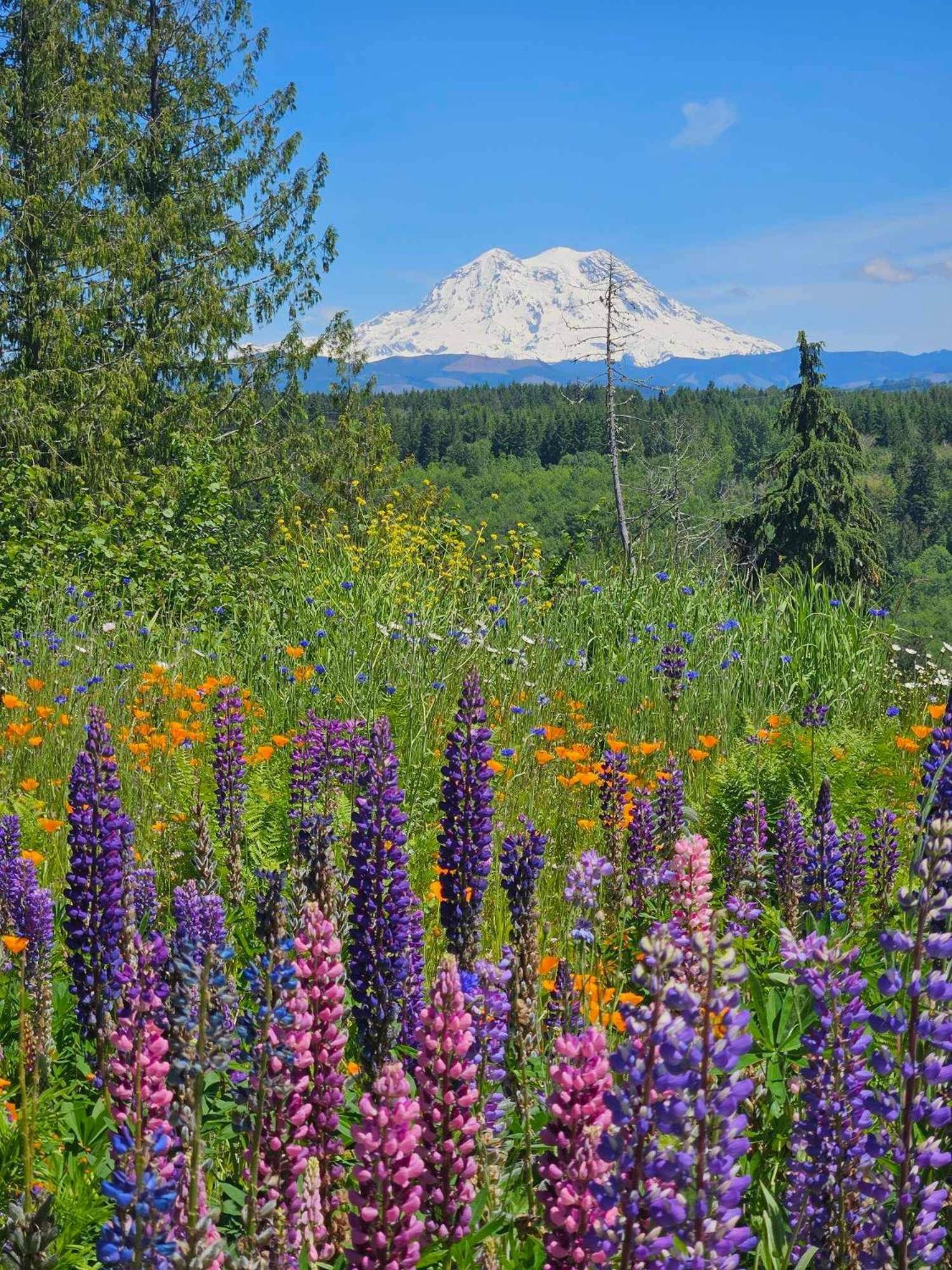 Stunning Mt Rainier Views!Tahoma Ridge Cottage Eatonville Exterior foto